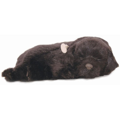 Precious Petzzz, Black Labrador